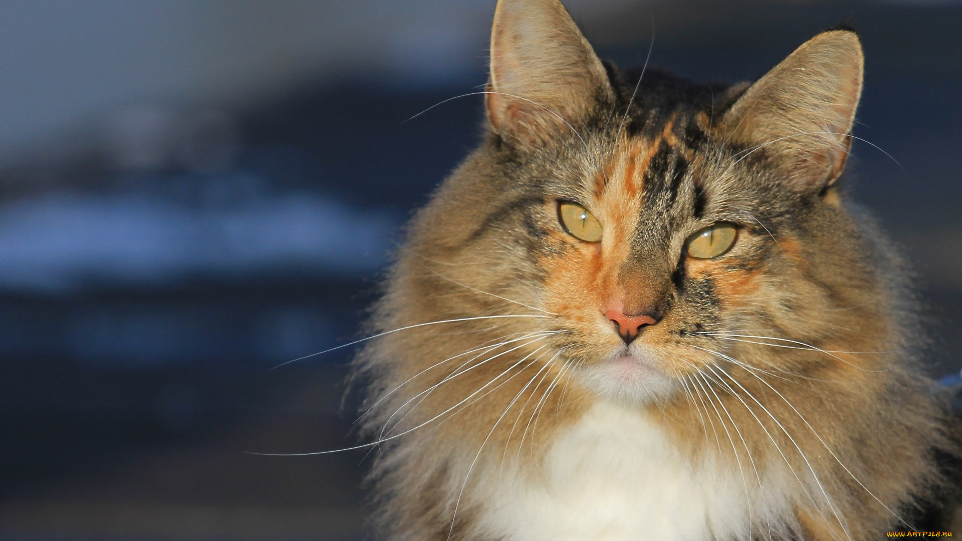 животные, коты, морда, взгляд