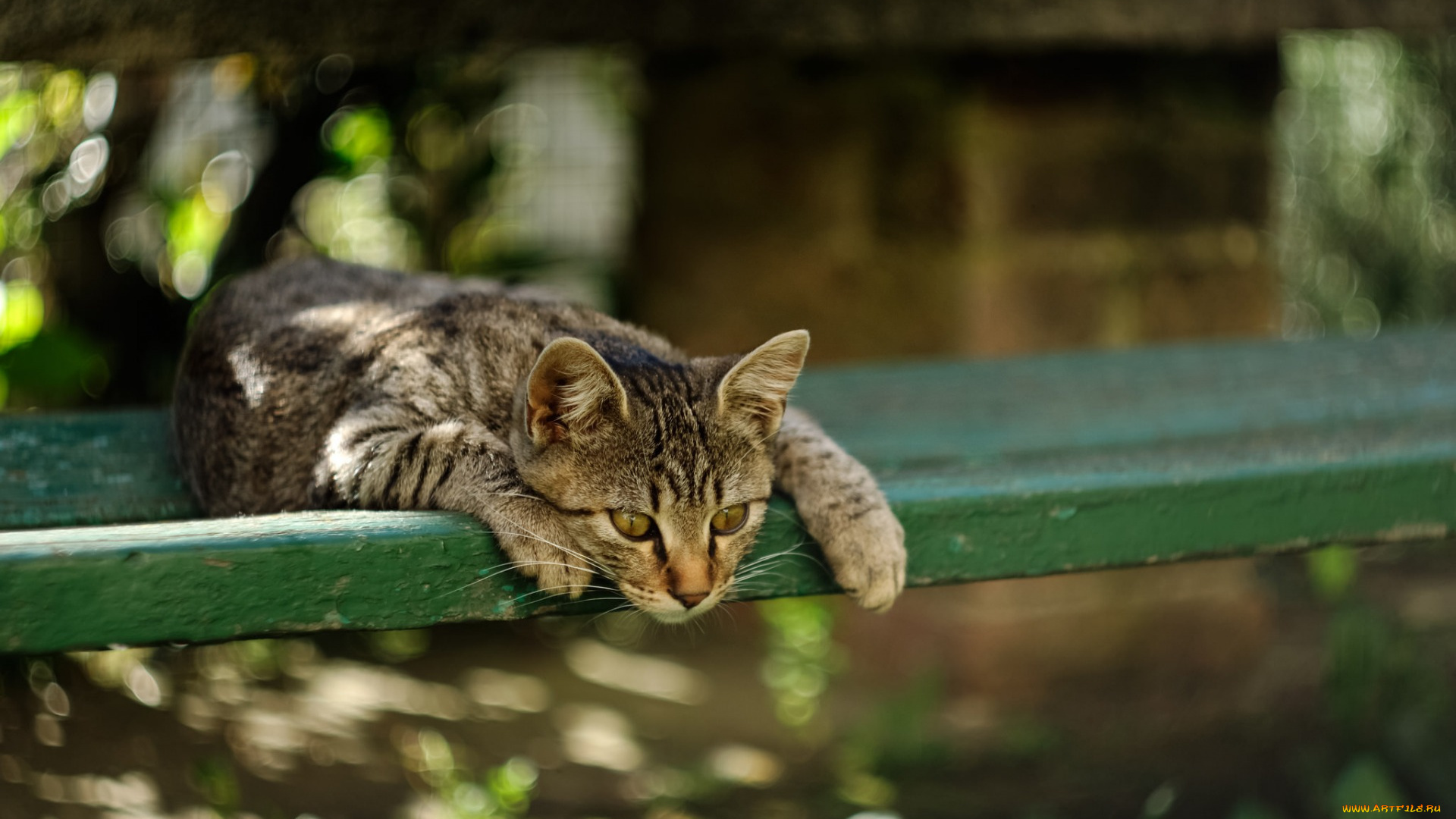 животные, коты, отдых