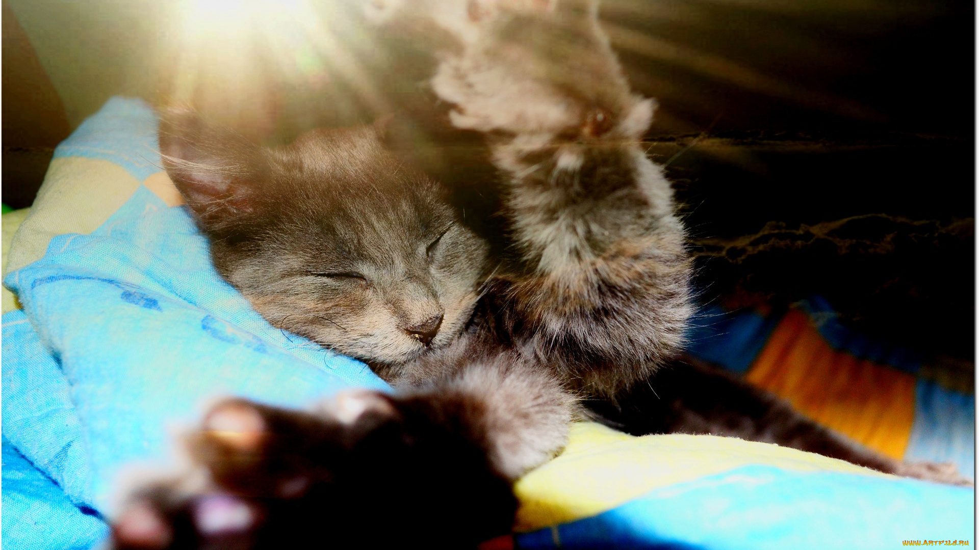 животные, коты, отдых