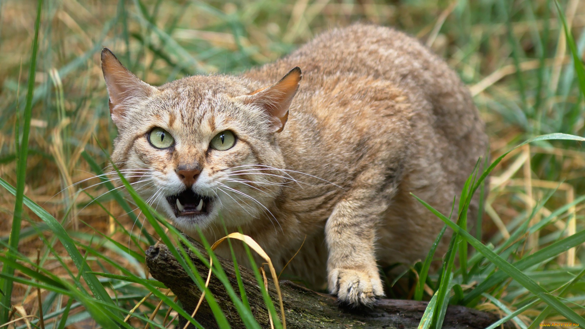 животные, коты, трава, взгляд