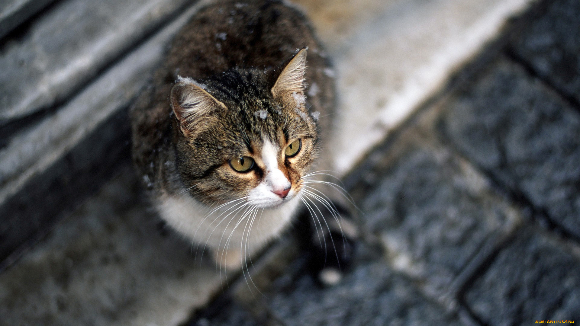 животные, коты, улица, взгляд