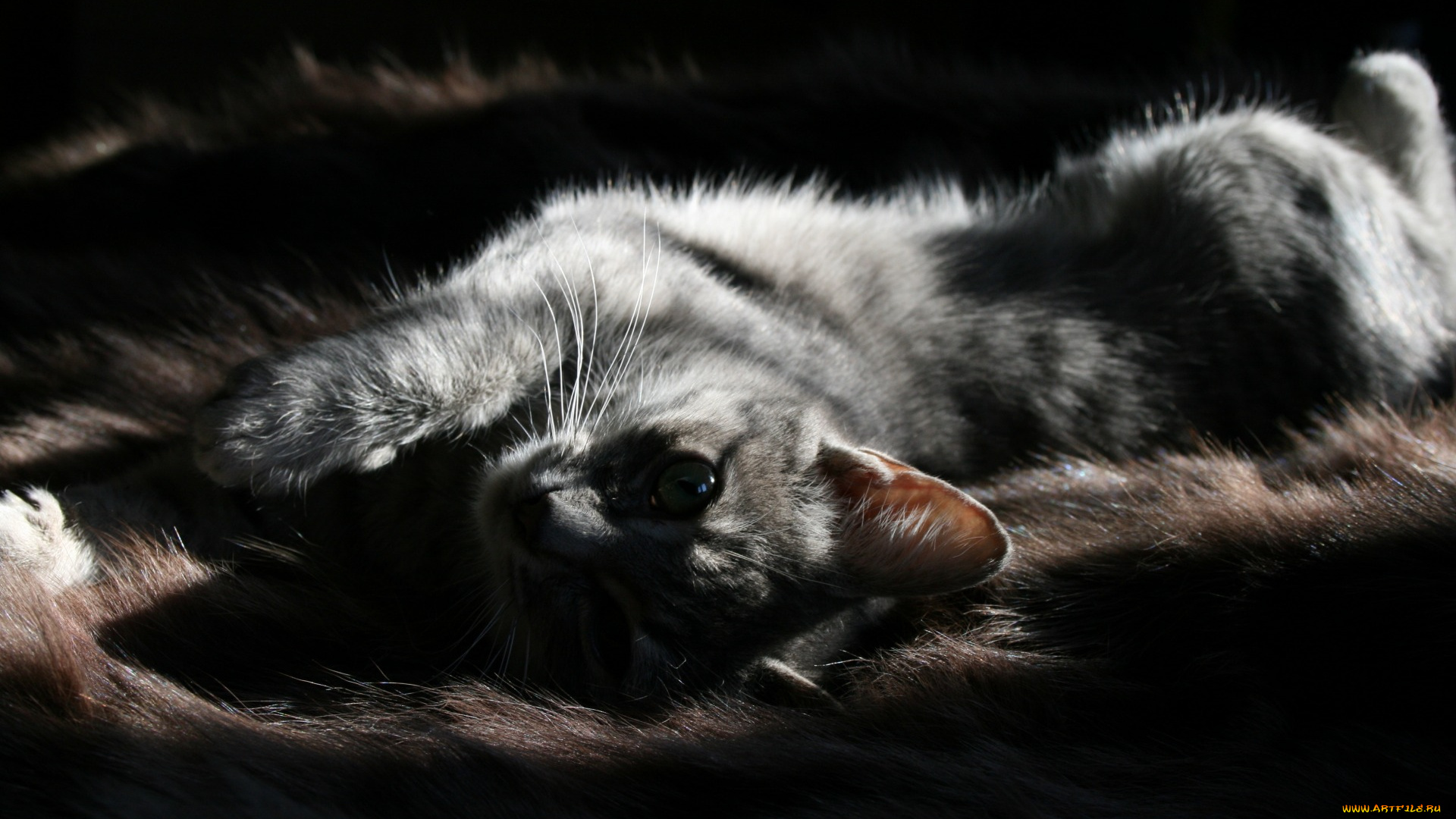 животные, коты, взгляд