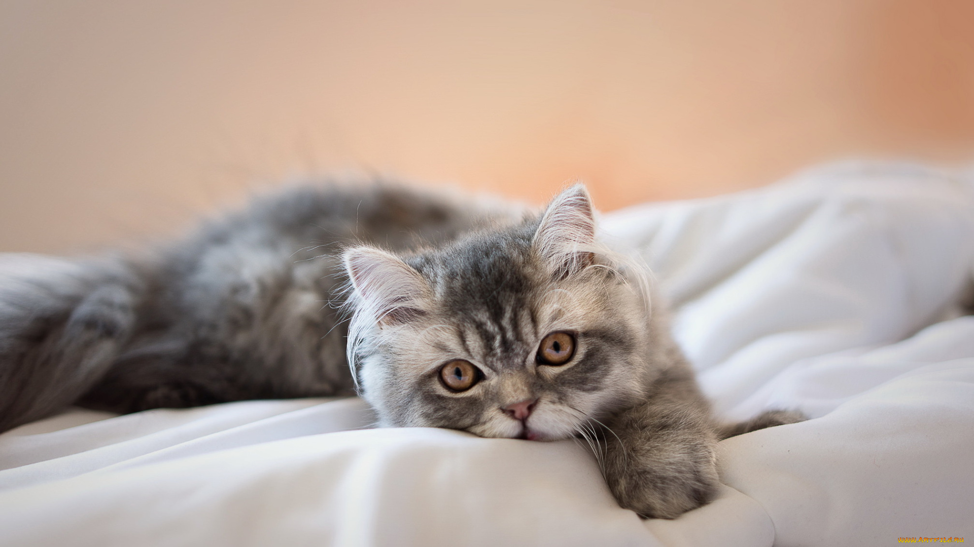 животные, коты, взгляд