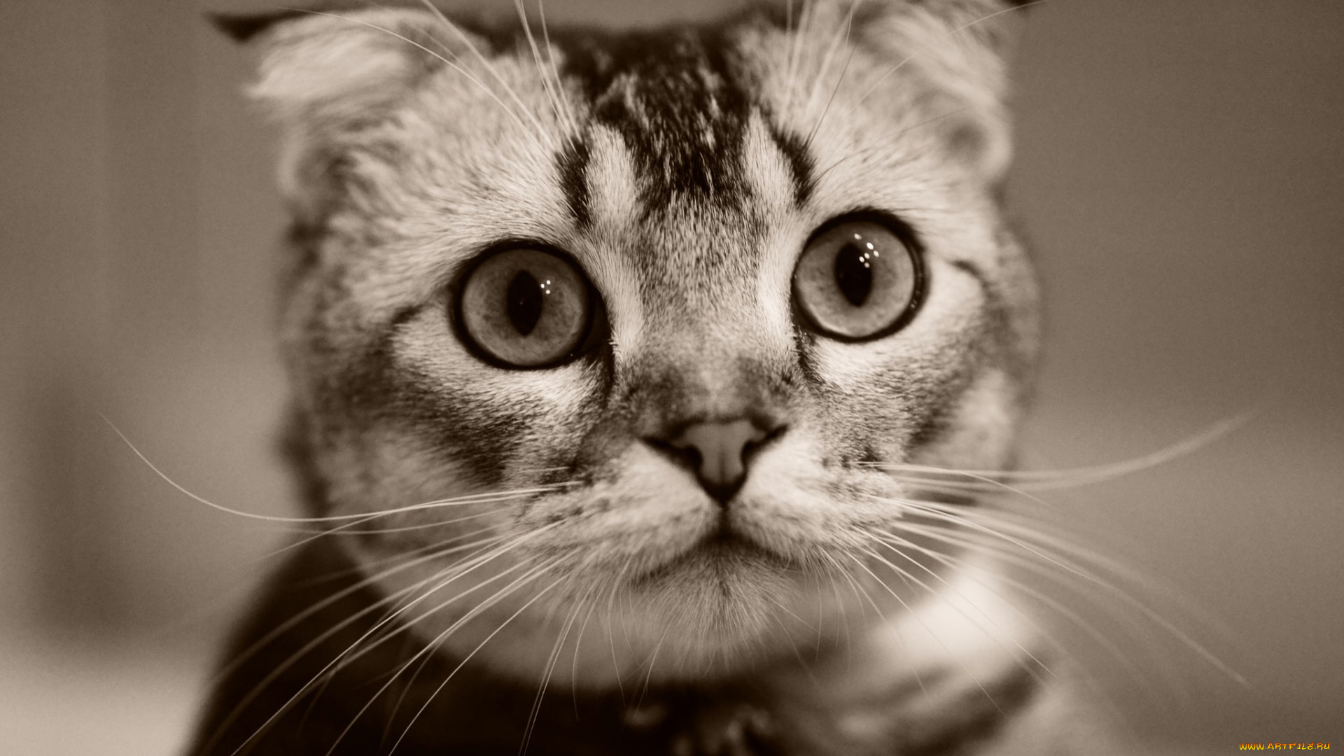 животные, коты, взгляд, морда