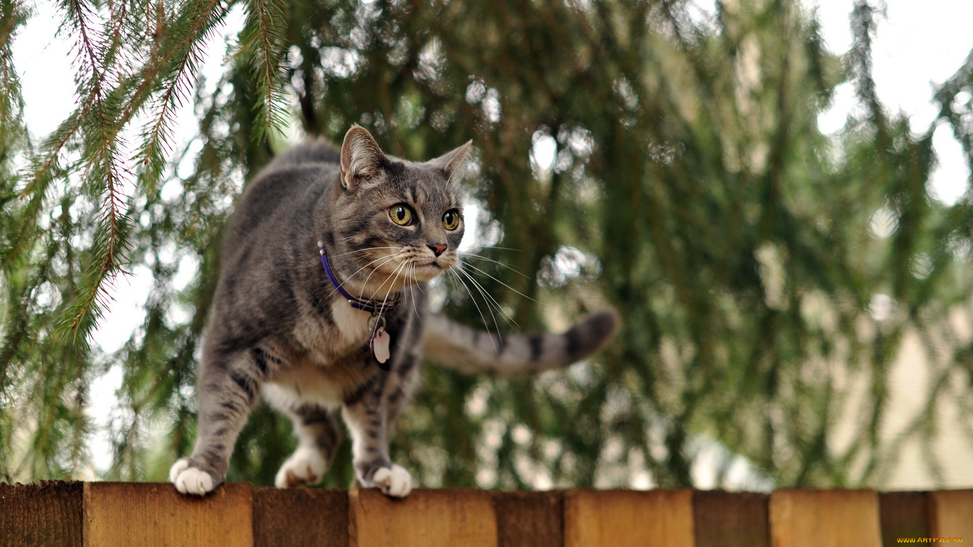 животные, коты, забор, дерево, ошейник