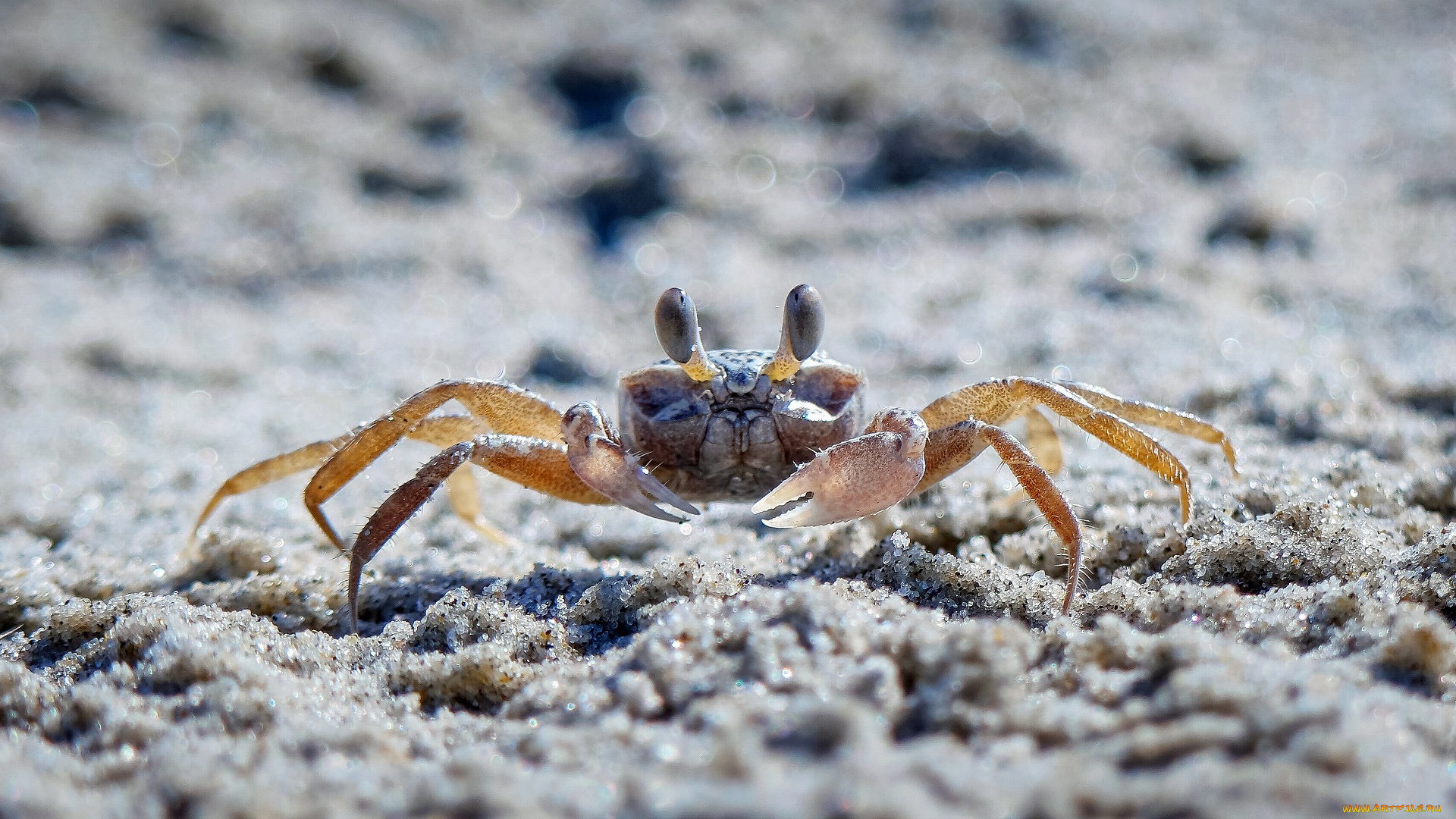 животные, крабы, , раки, краб