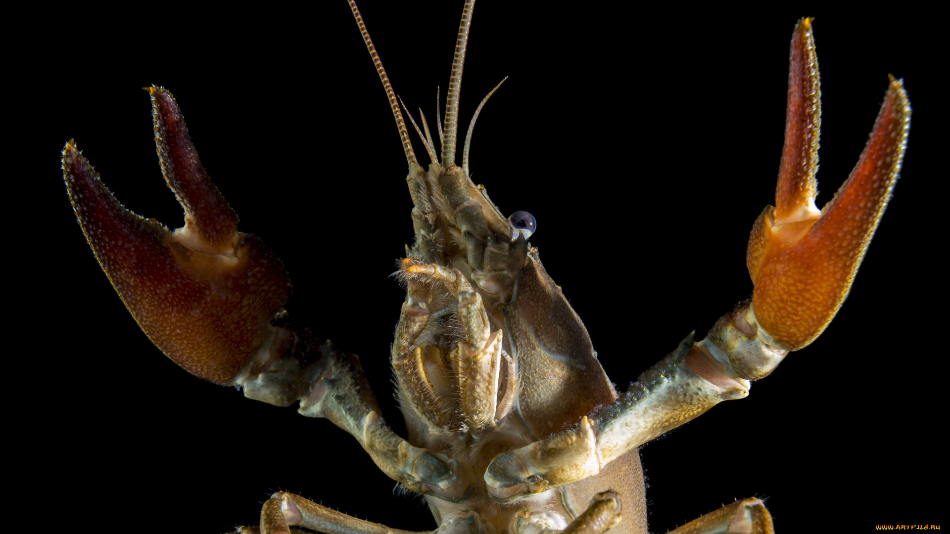 животные, крабы, , раки, рак