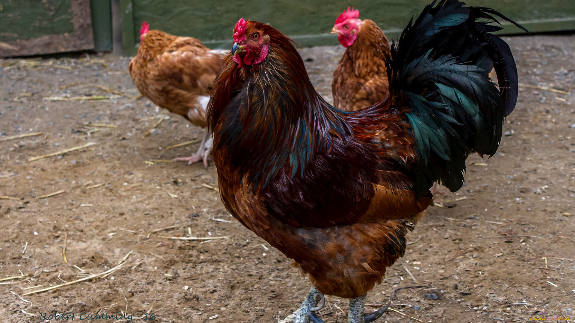 животные, куры, , петухи, петух