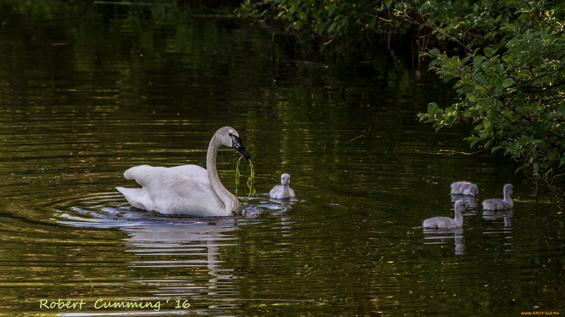животные, лебеди