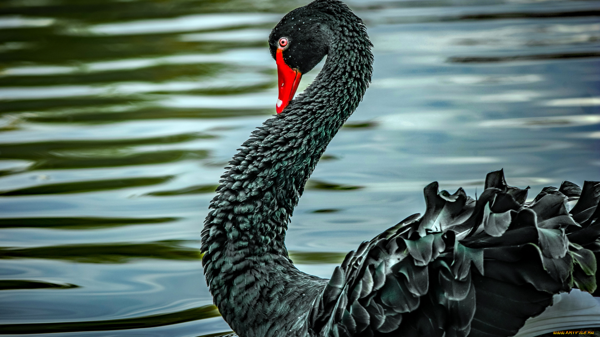 животные, лебеди, чёрный