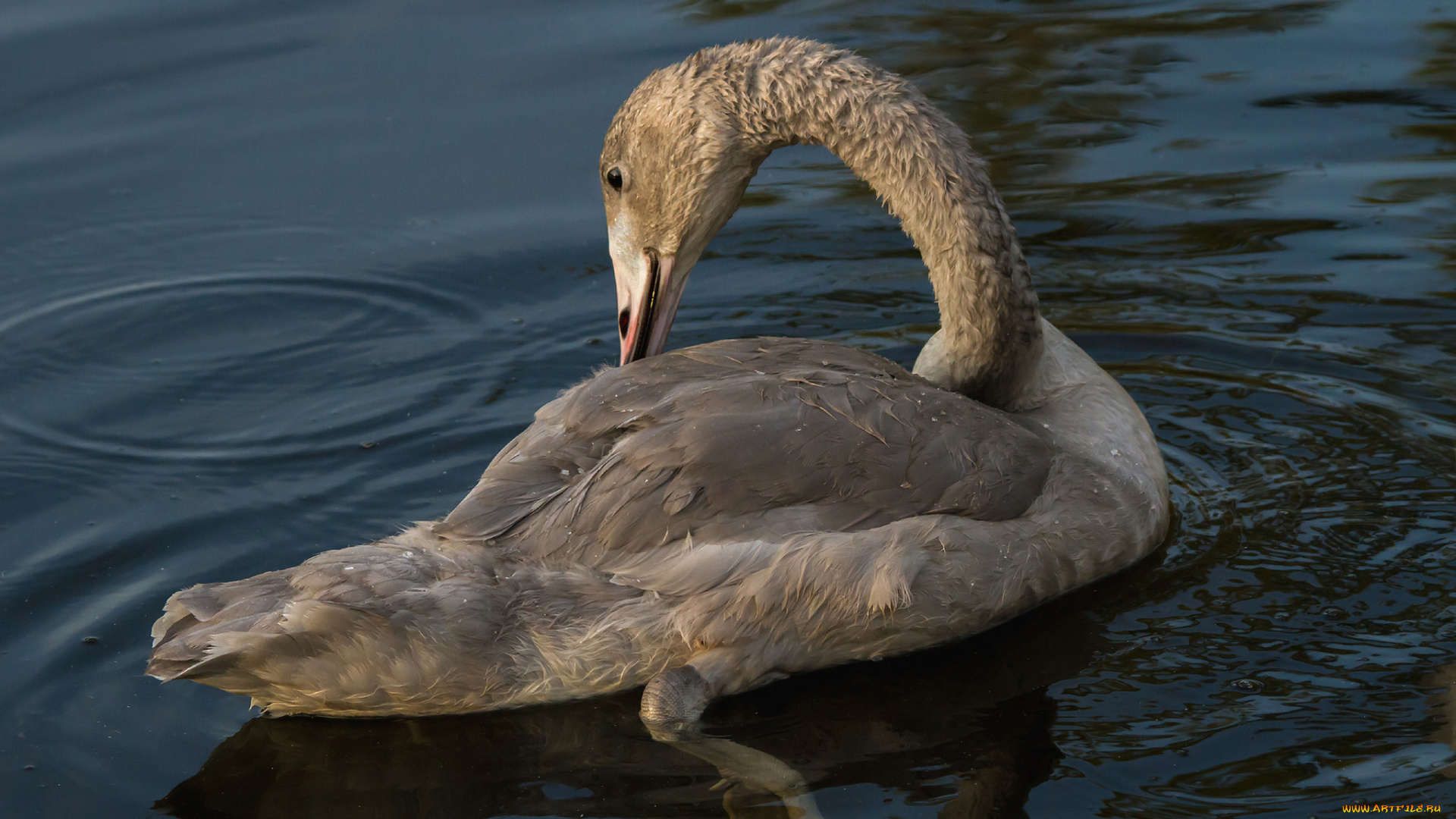животные, лебеди, лебедь