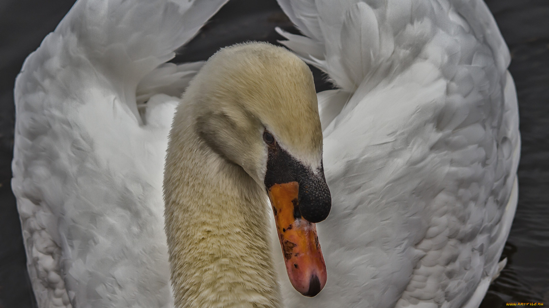 животные, лебеди, лебедь