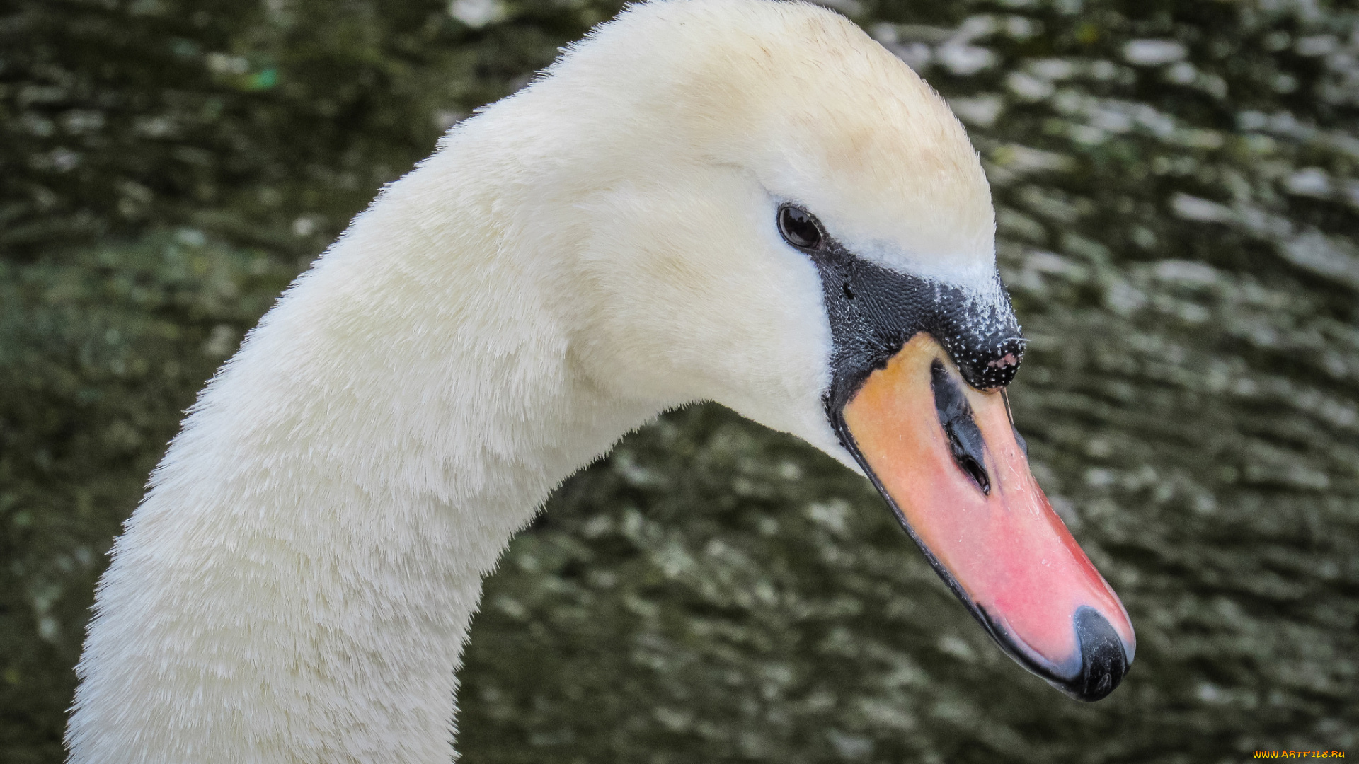 животные, лебеди, портрет