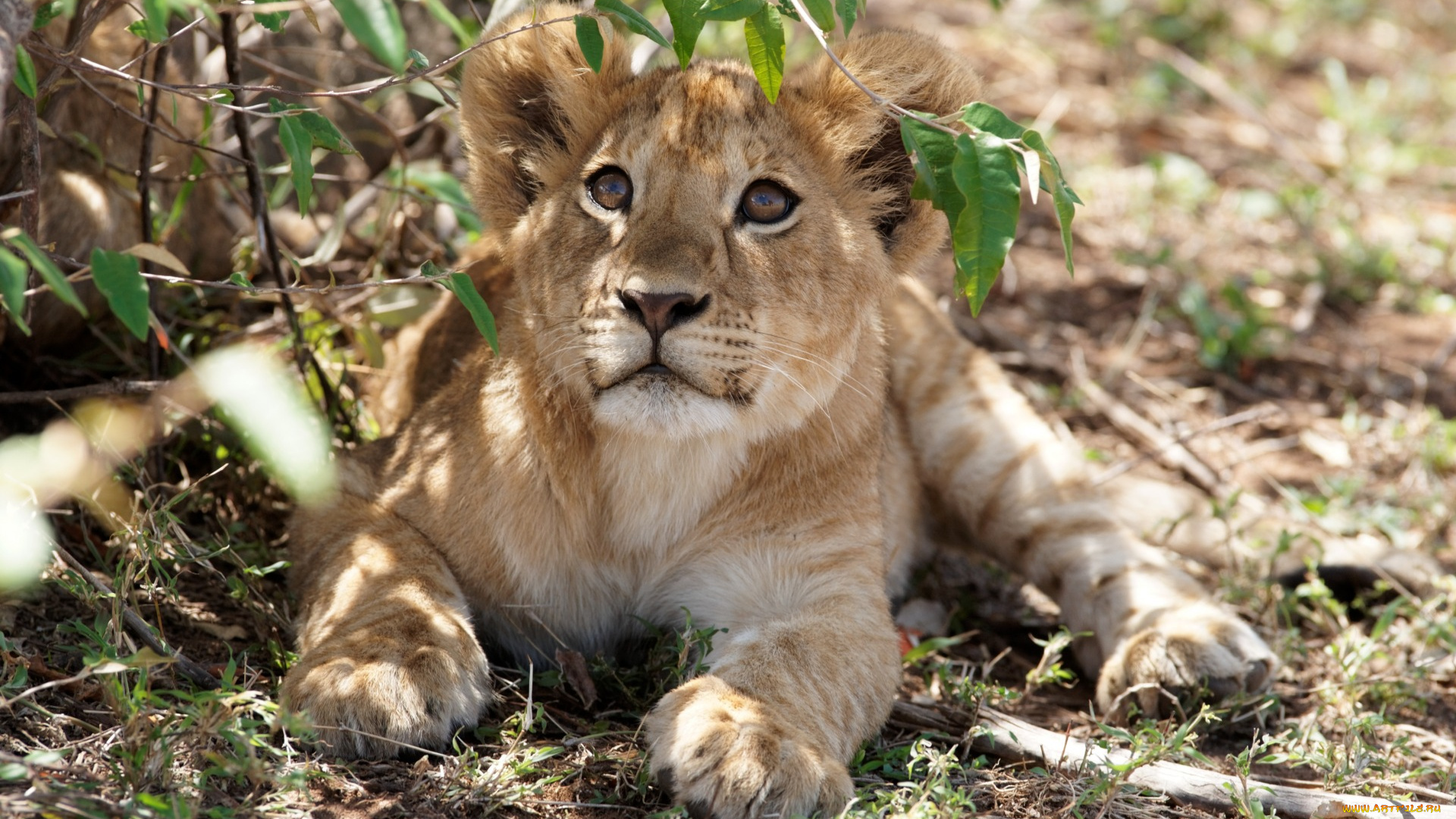 животные, львы, растения, взгляд, детеныш