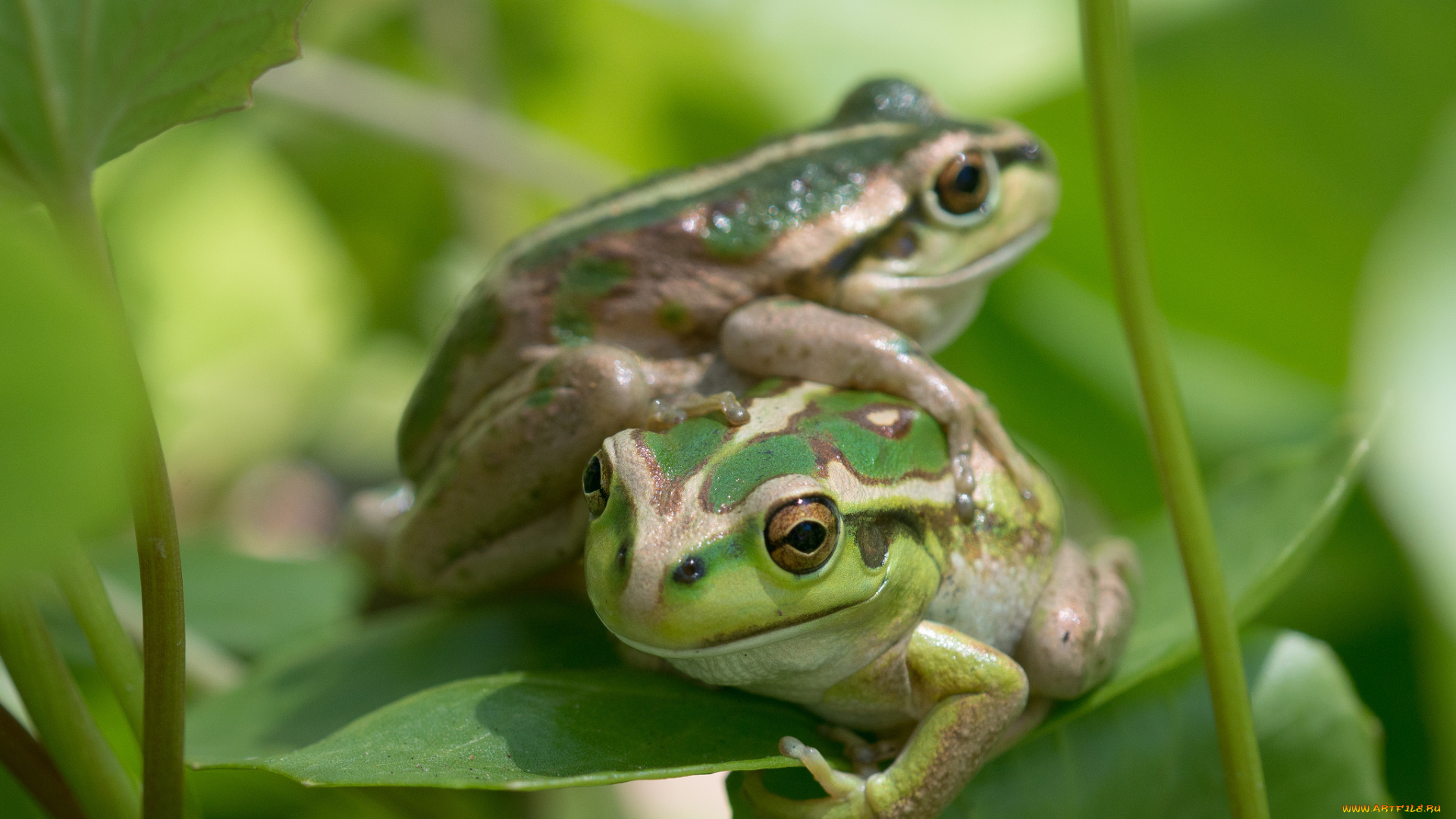 животные, лягушки