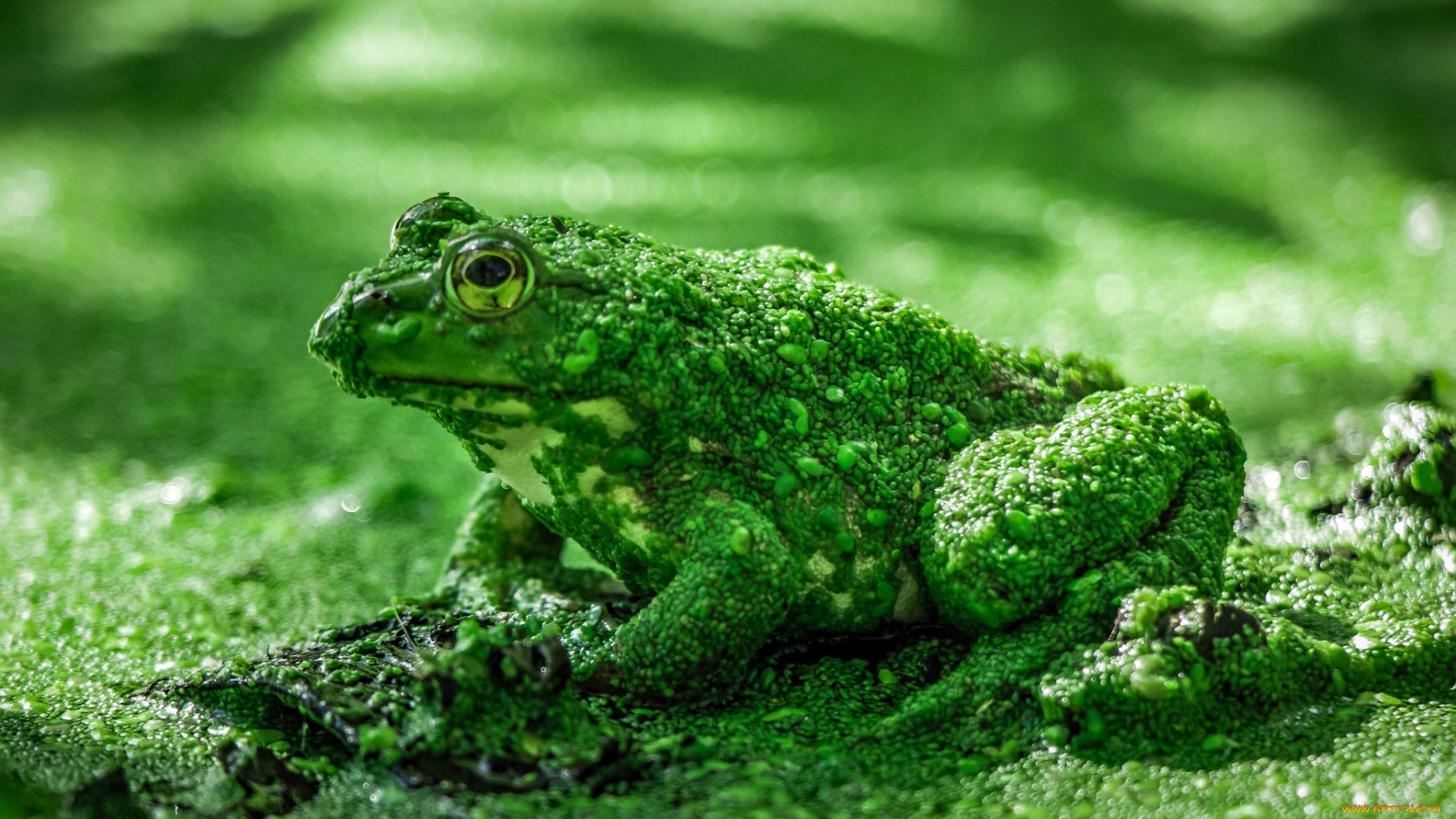 животные, лягушки, лягушка