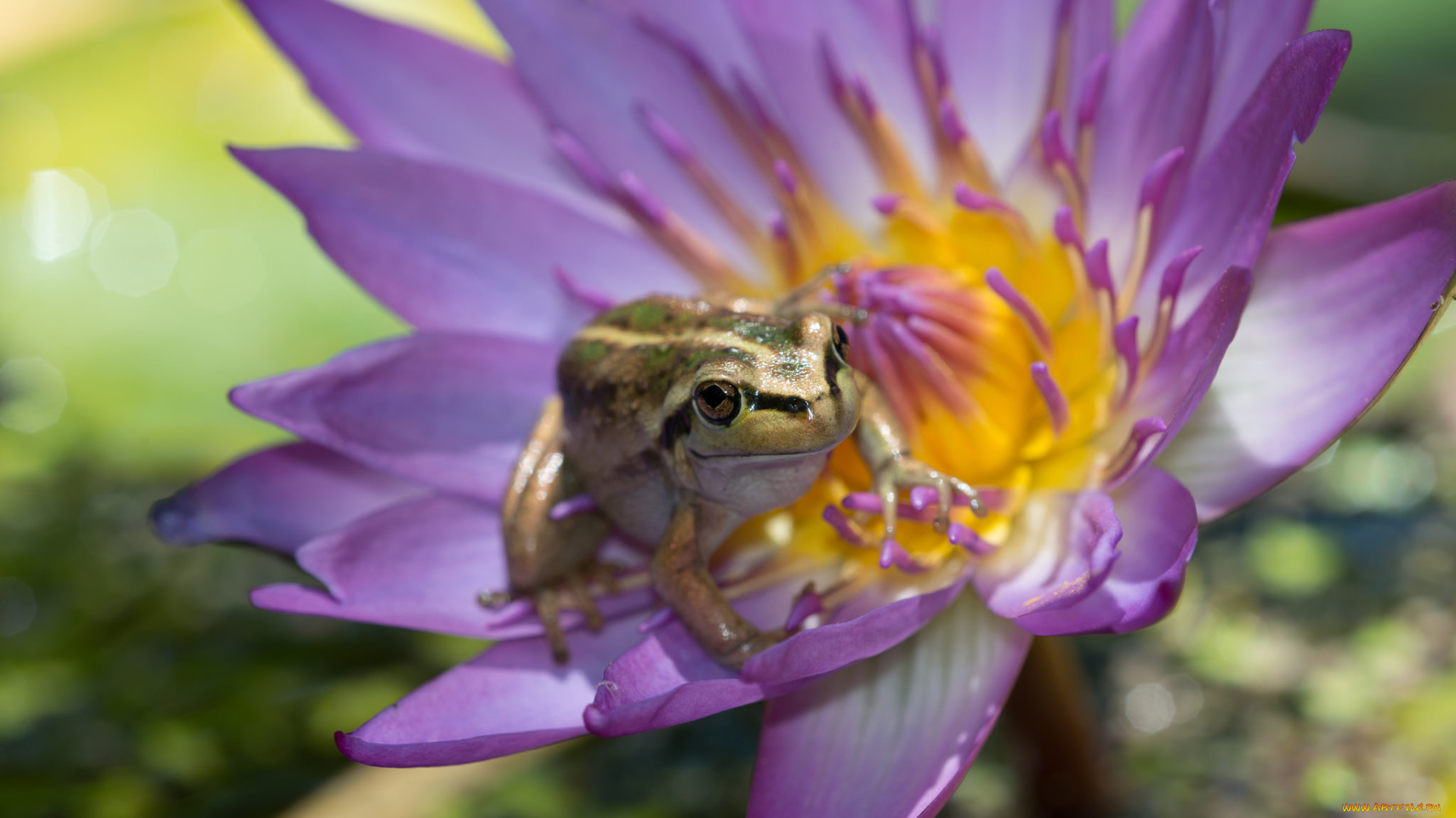 животные, лягушки, лягушка