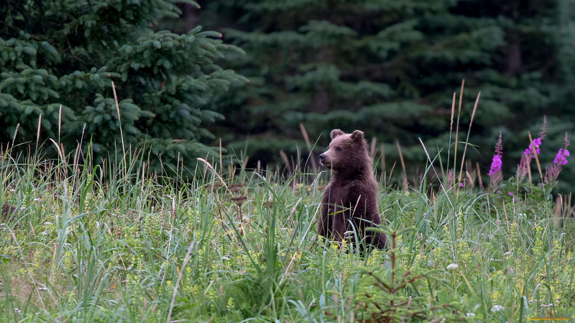 животные, медведи, мишка