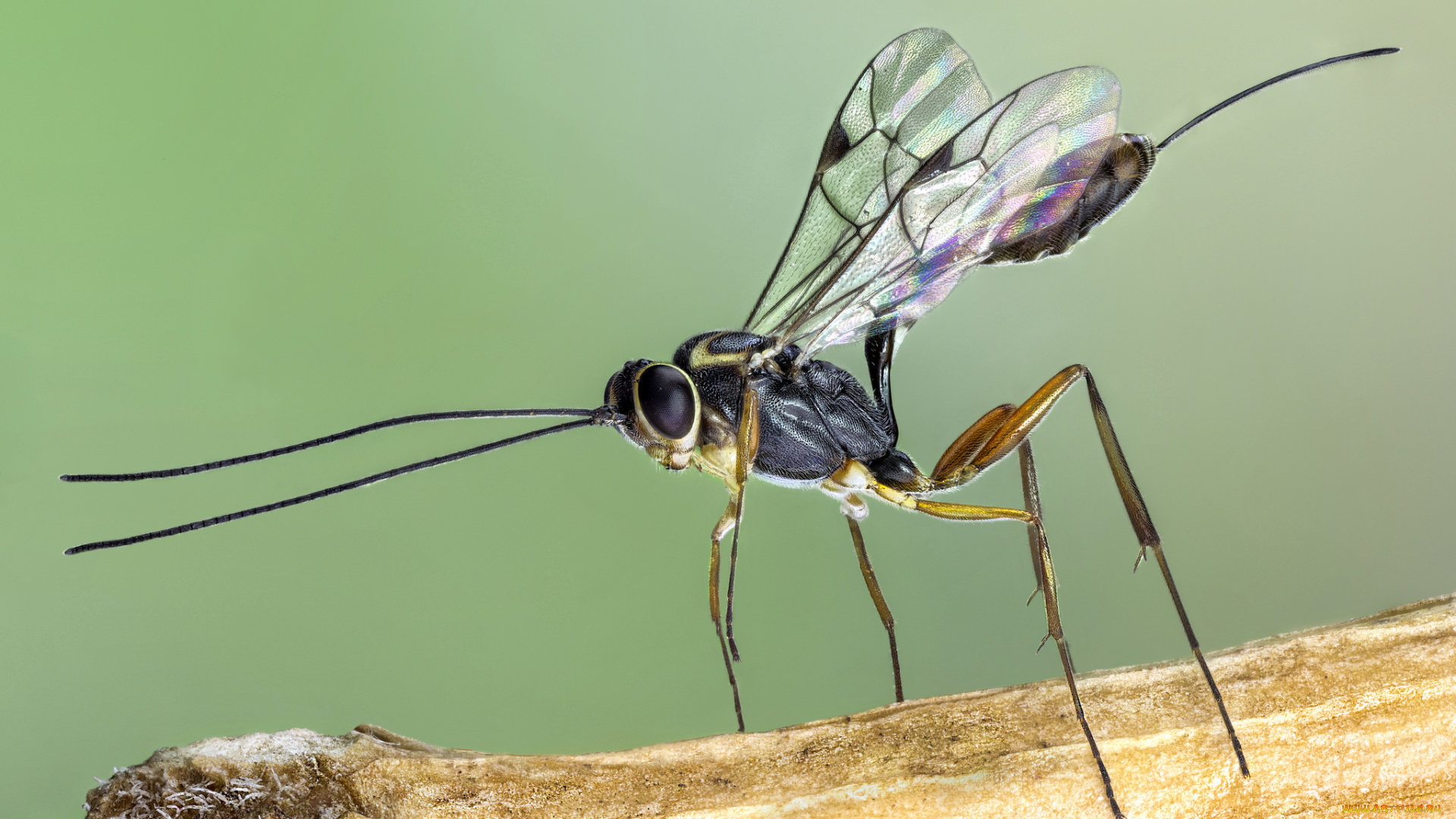 животные, насекомые, насекомое