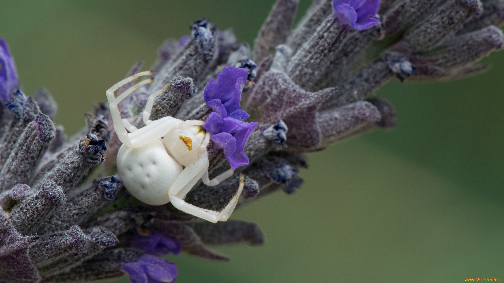 животные, пауки, паук