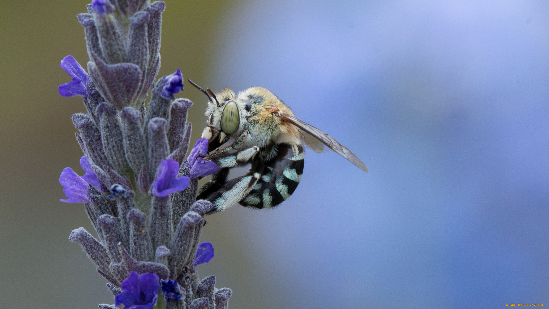 животные, пчелы, , осы, , шмели, пчела