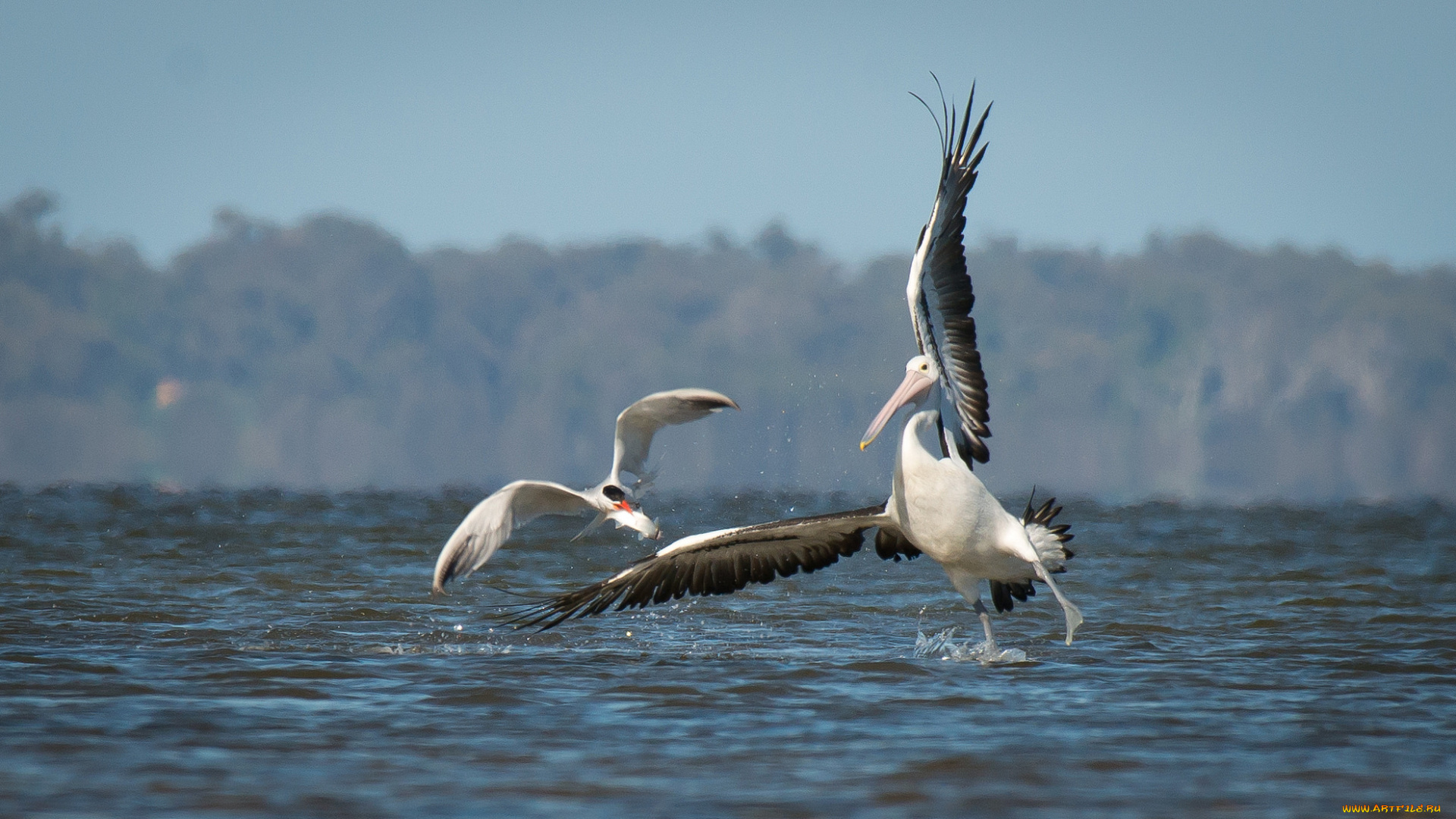 животные, пеликаны