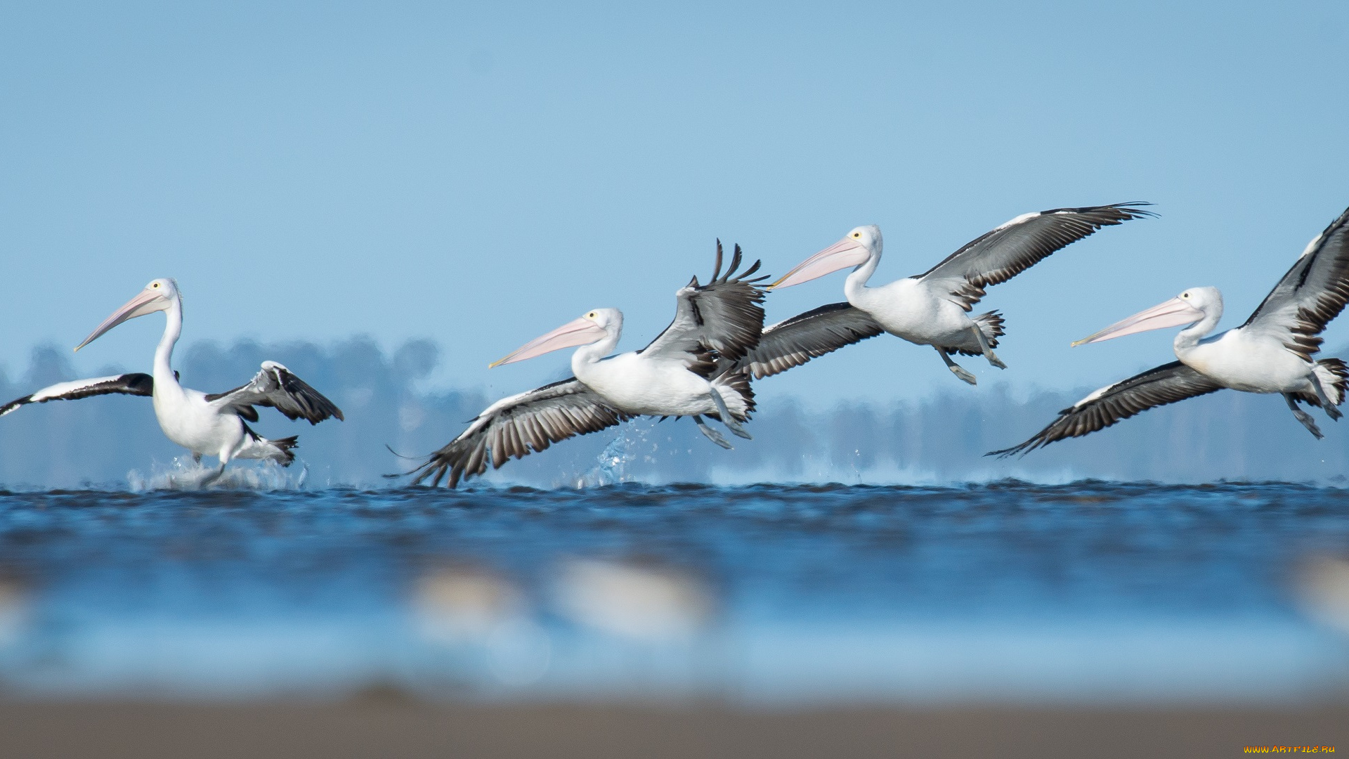 животные, пеликаны