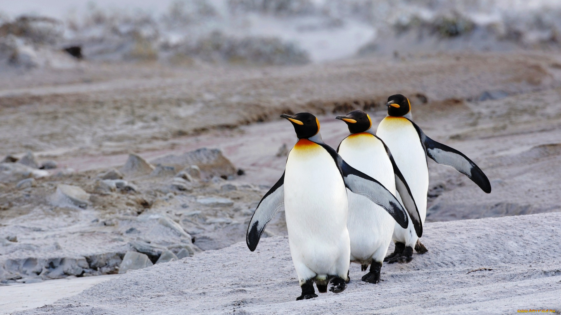 животные, пингвины, королевские, камни, берег, трио
