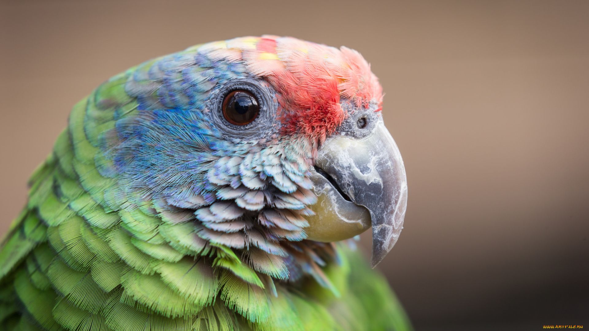 животные, попугаи, фон, клювик, птица, попугай