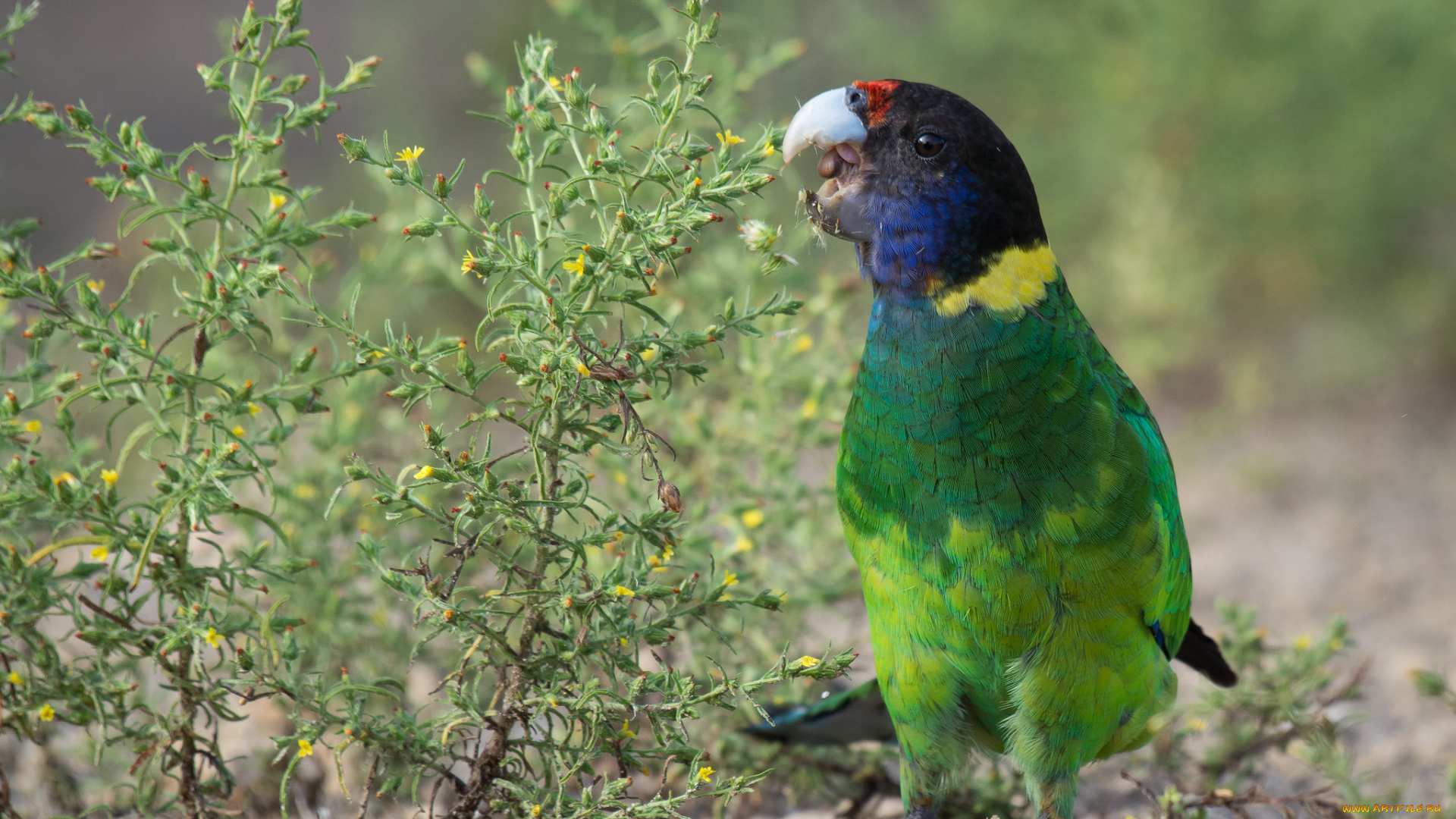 животные, попугаи, попугай