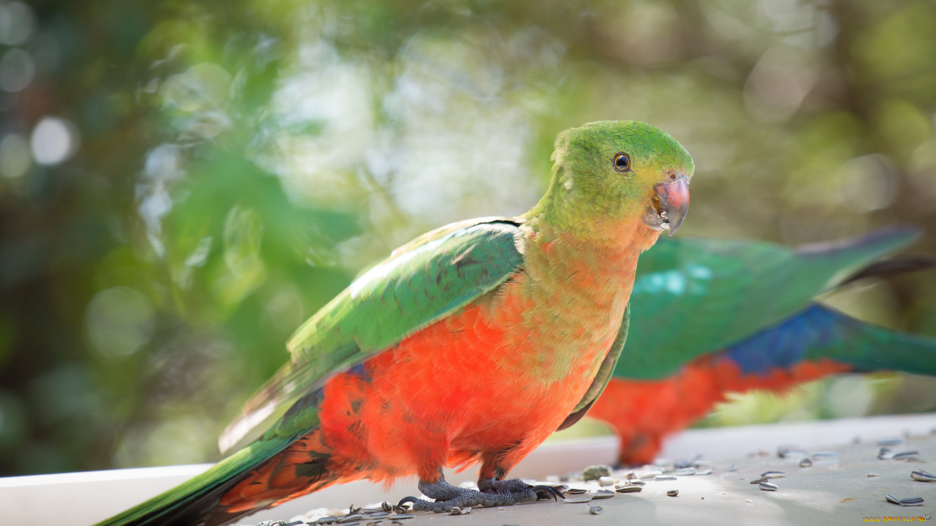 животные, попугаи, попугай