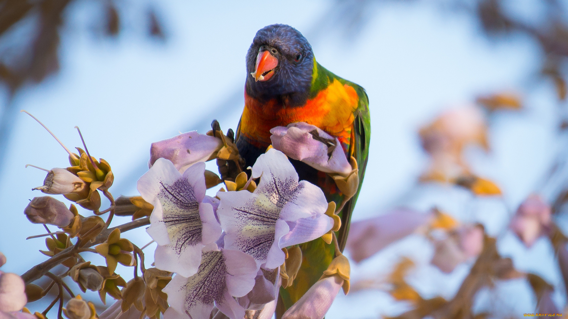 животные, попугаи, попугай, цветы