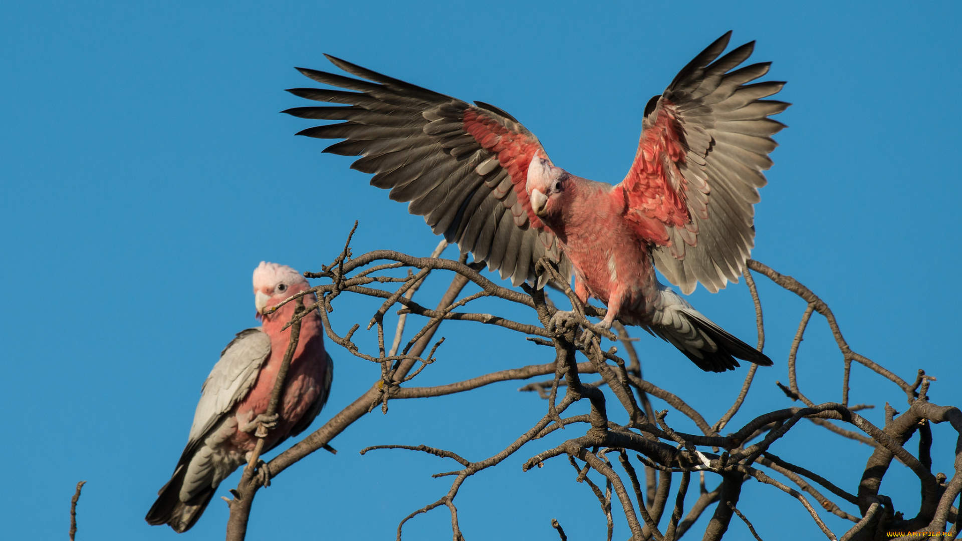 животные, попугаи, розовый, ара
