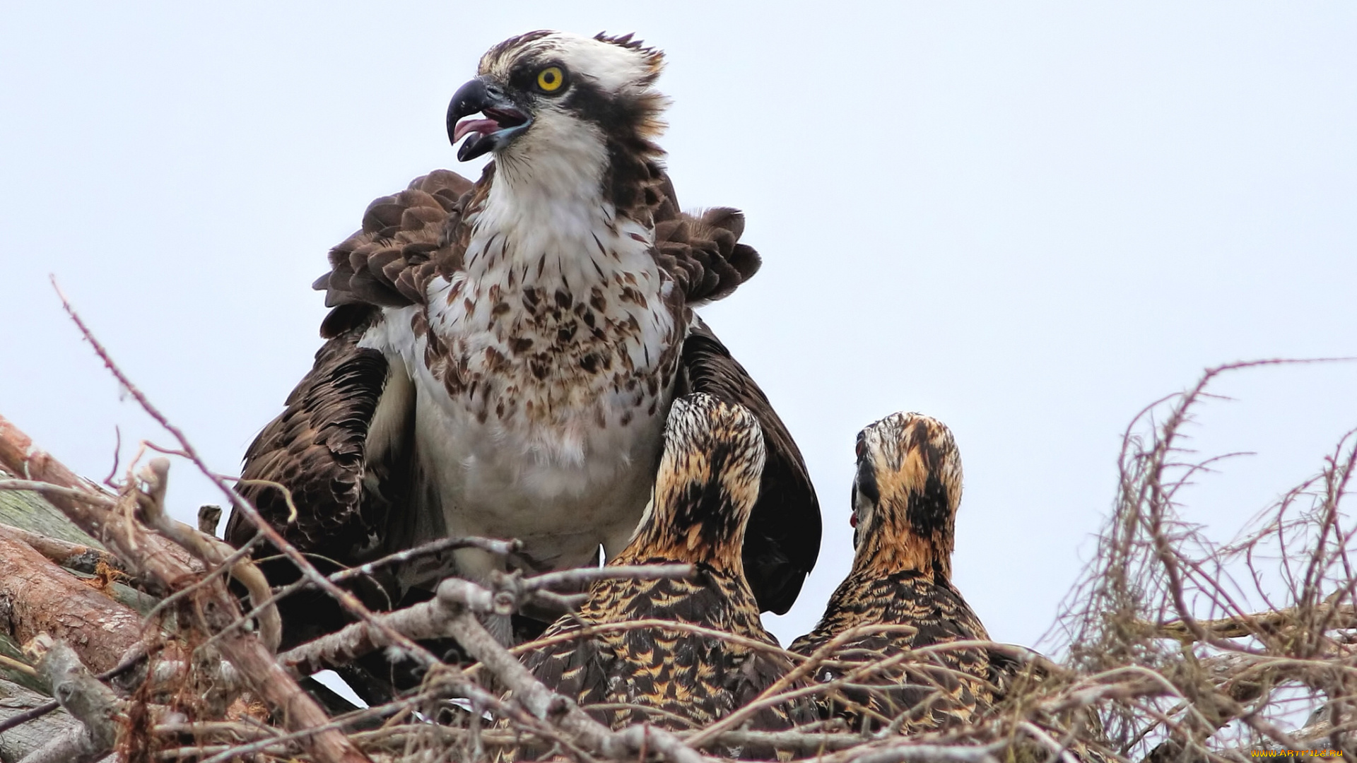 животные, птицы, -, хищники, птицы