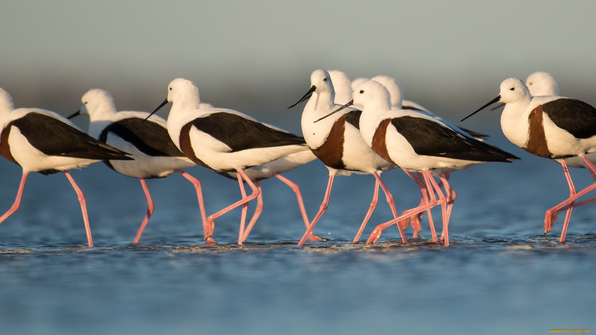 животные, птицы