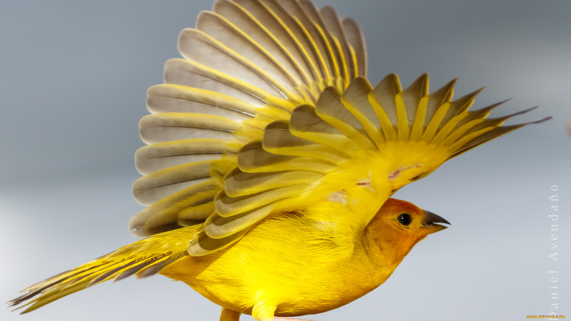 животные, птицы, птица