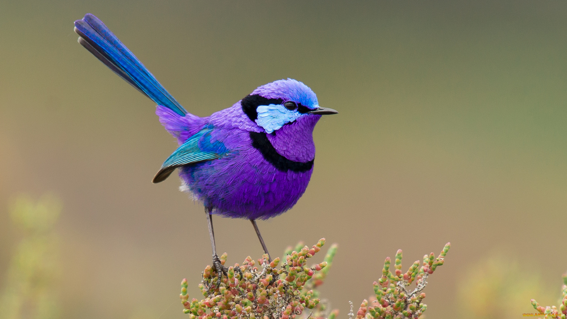 животные, птицы, птица