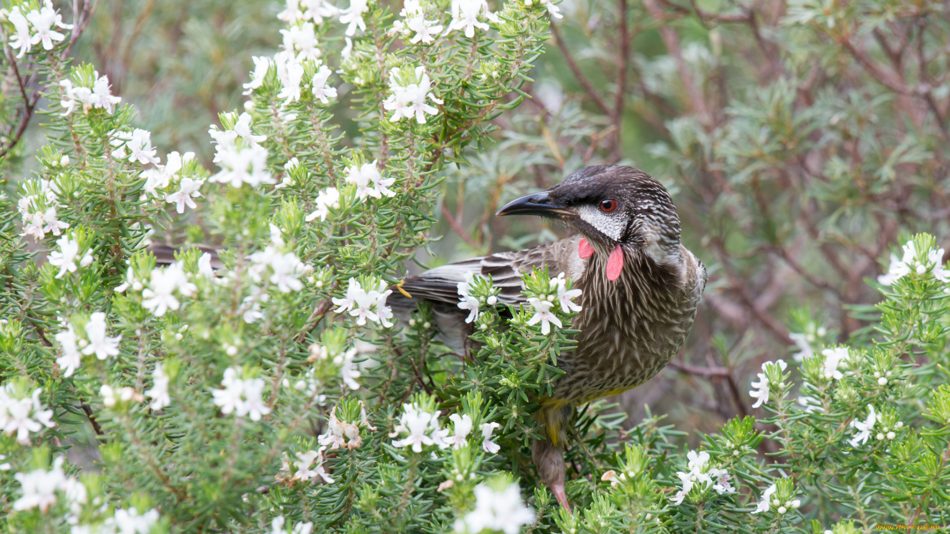 животные, птицы, птичка