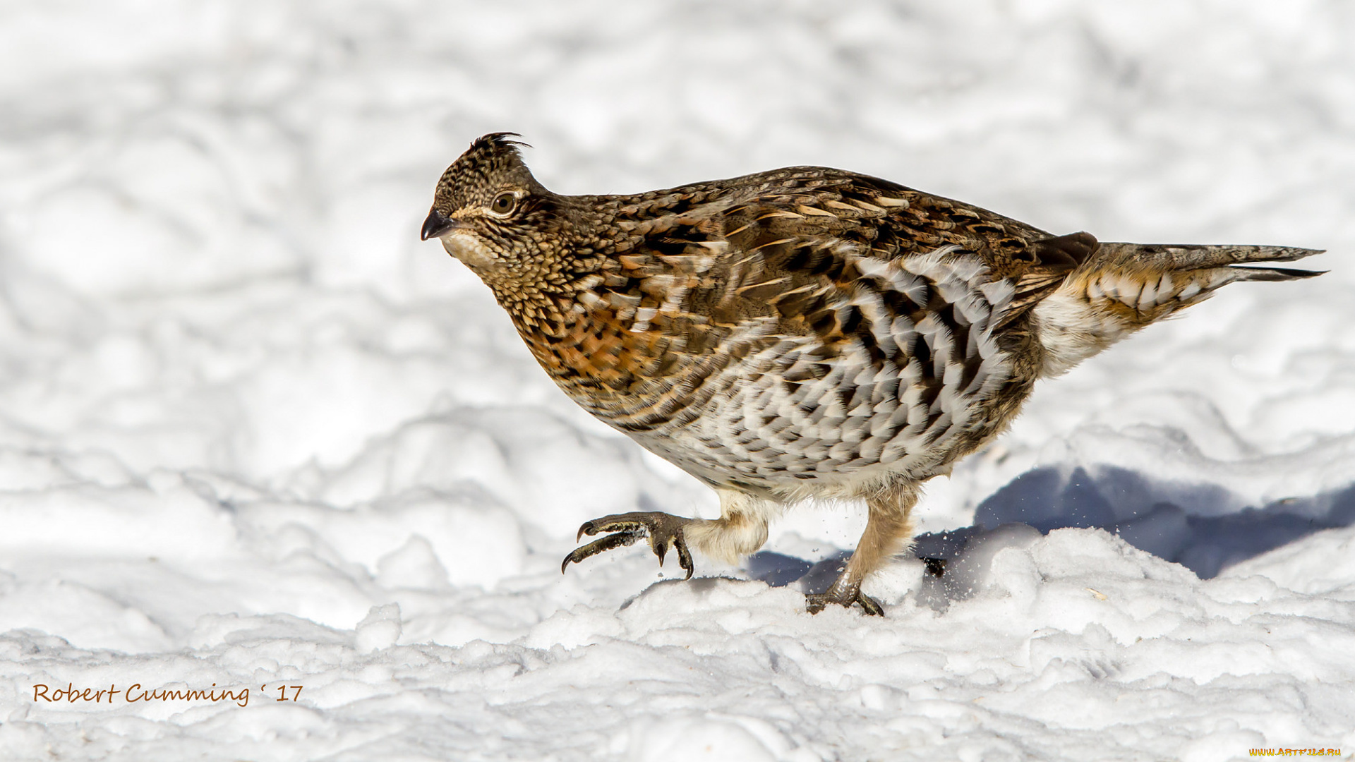 животные, птицы, птичка