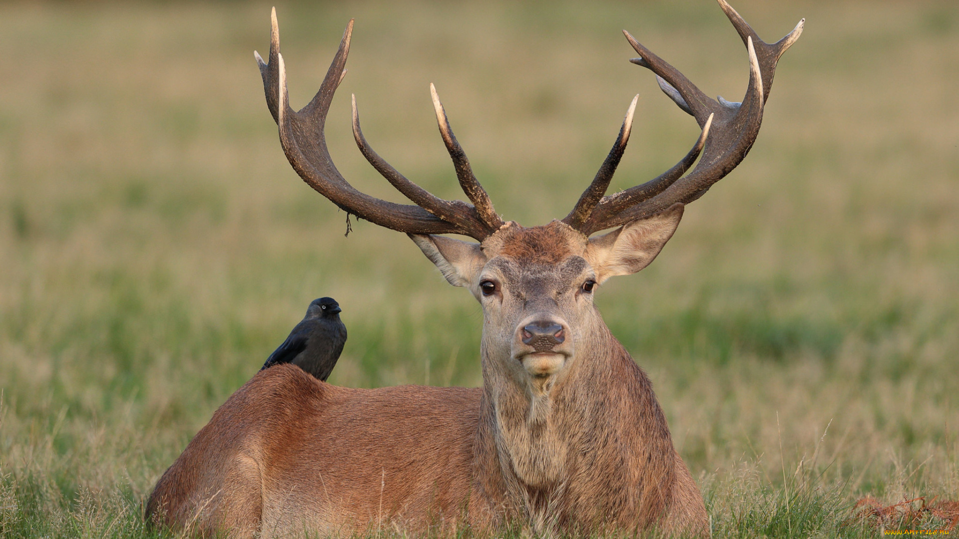 животные, разные, вместе, олень, луг, природа, птичка