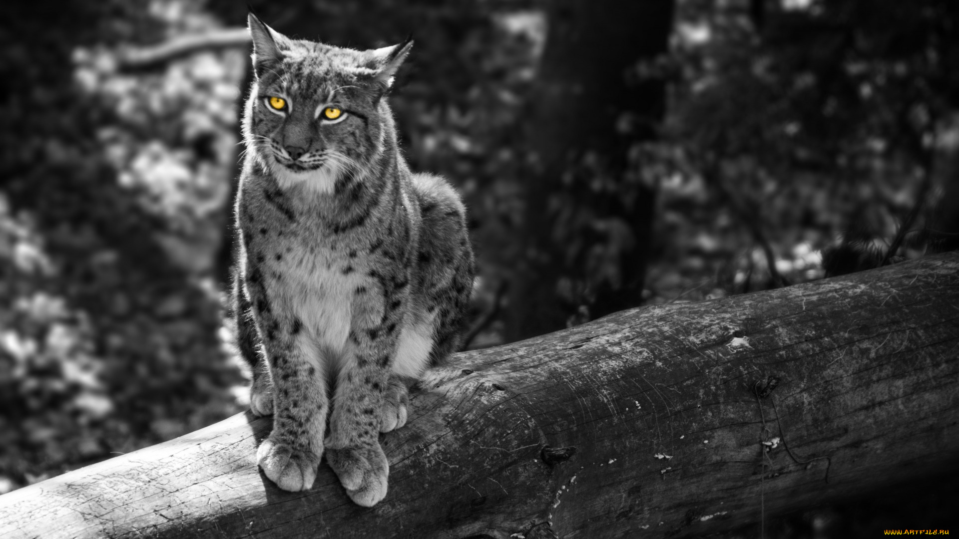 животные, рыси, бревно, взгляд