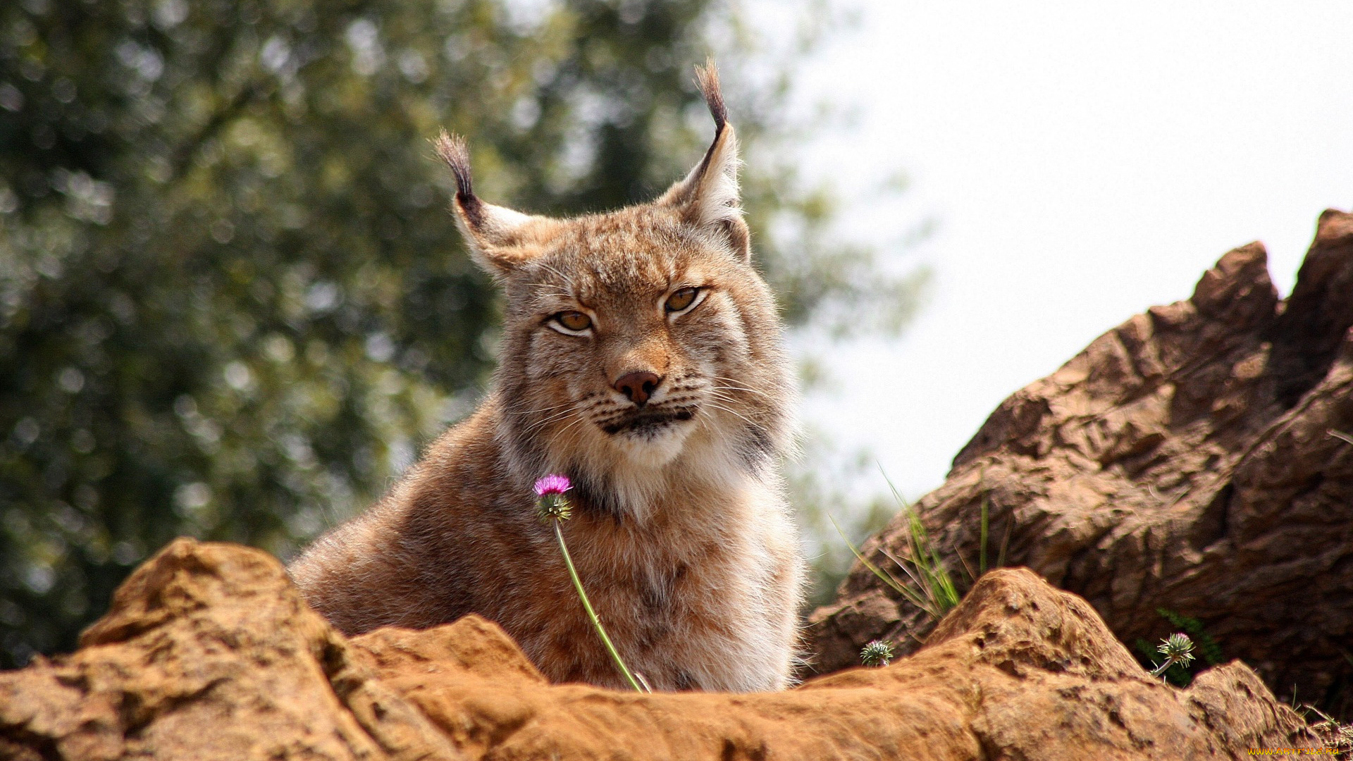 животные, рыси, морда, цветок, взгляд