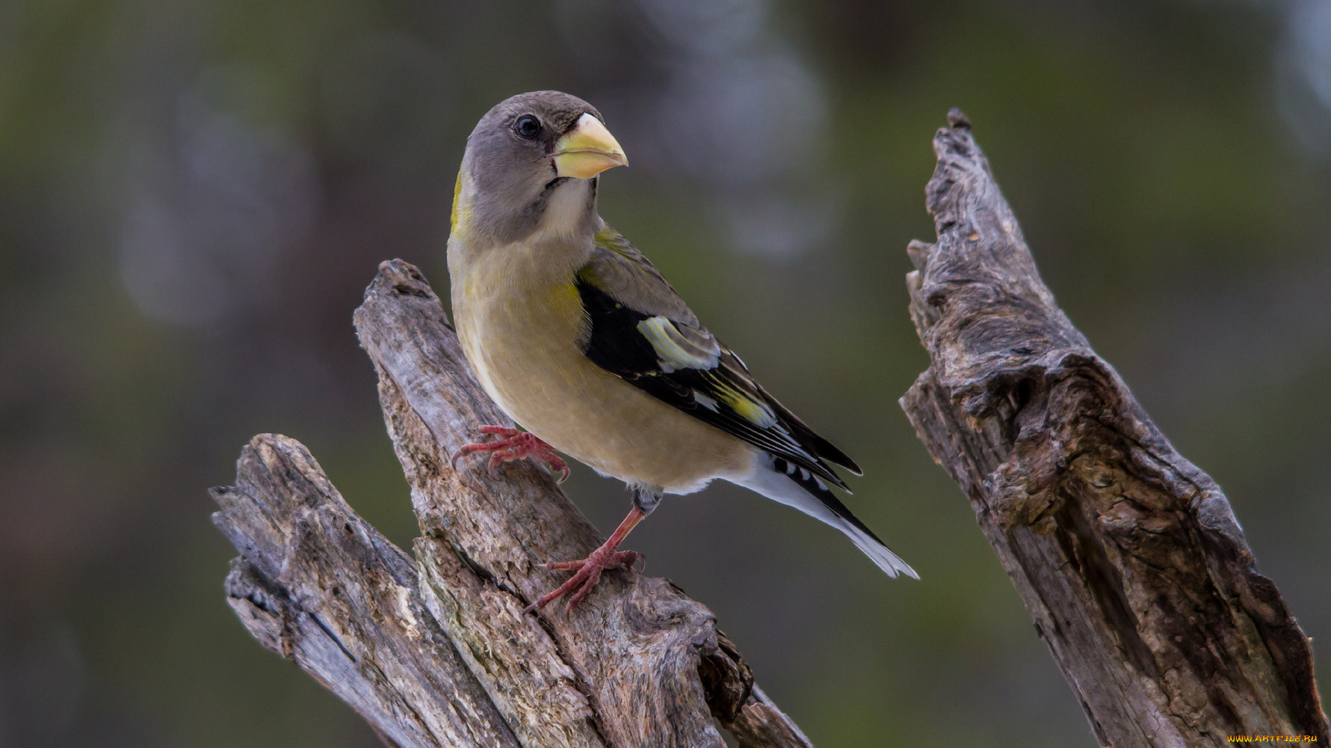 животные, щеглы, , чижи, птичка