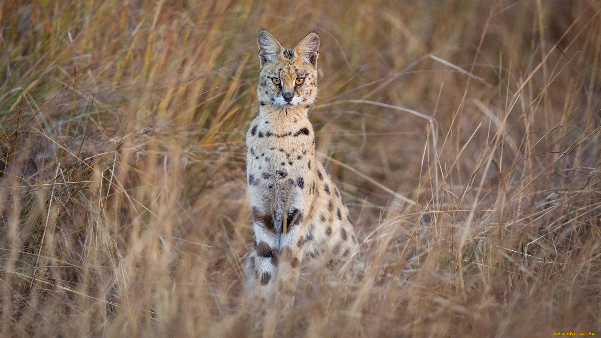 животные, сервалы, сухостой, взгляд