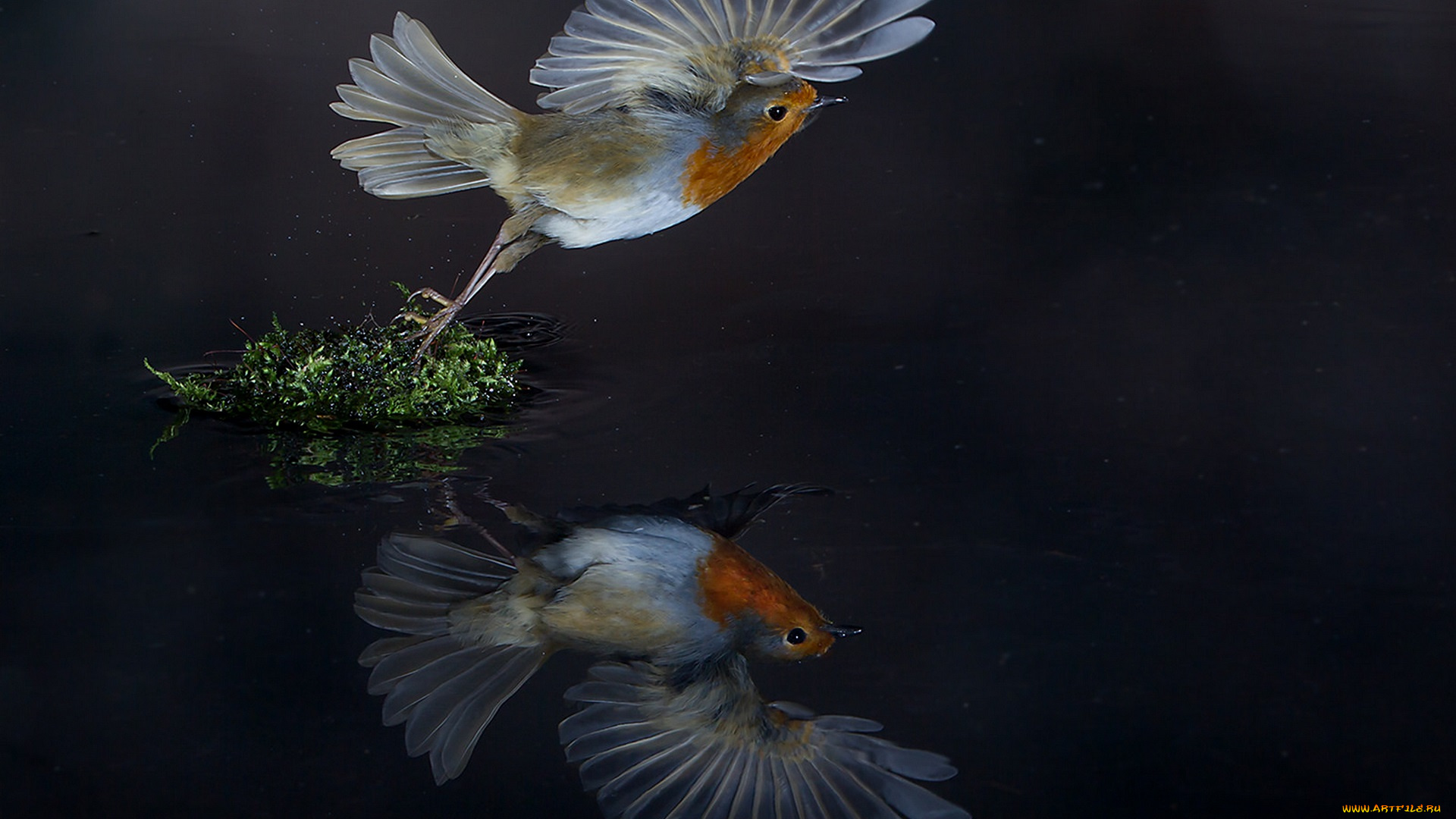 животные, синицы, , лазоревки, птичка