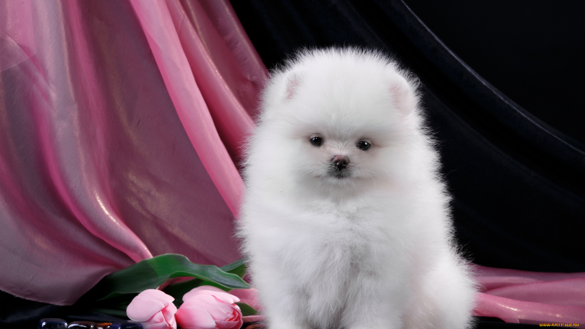 животные, собаки, цветы, взгляд