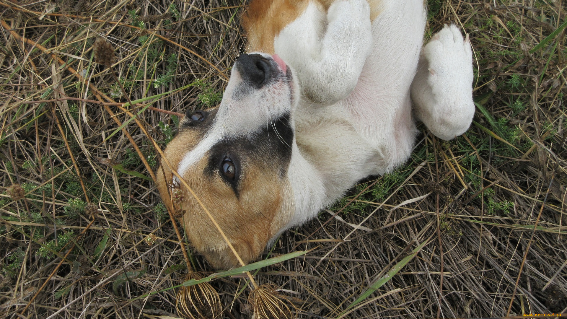 животные, собаки, собака