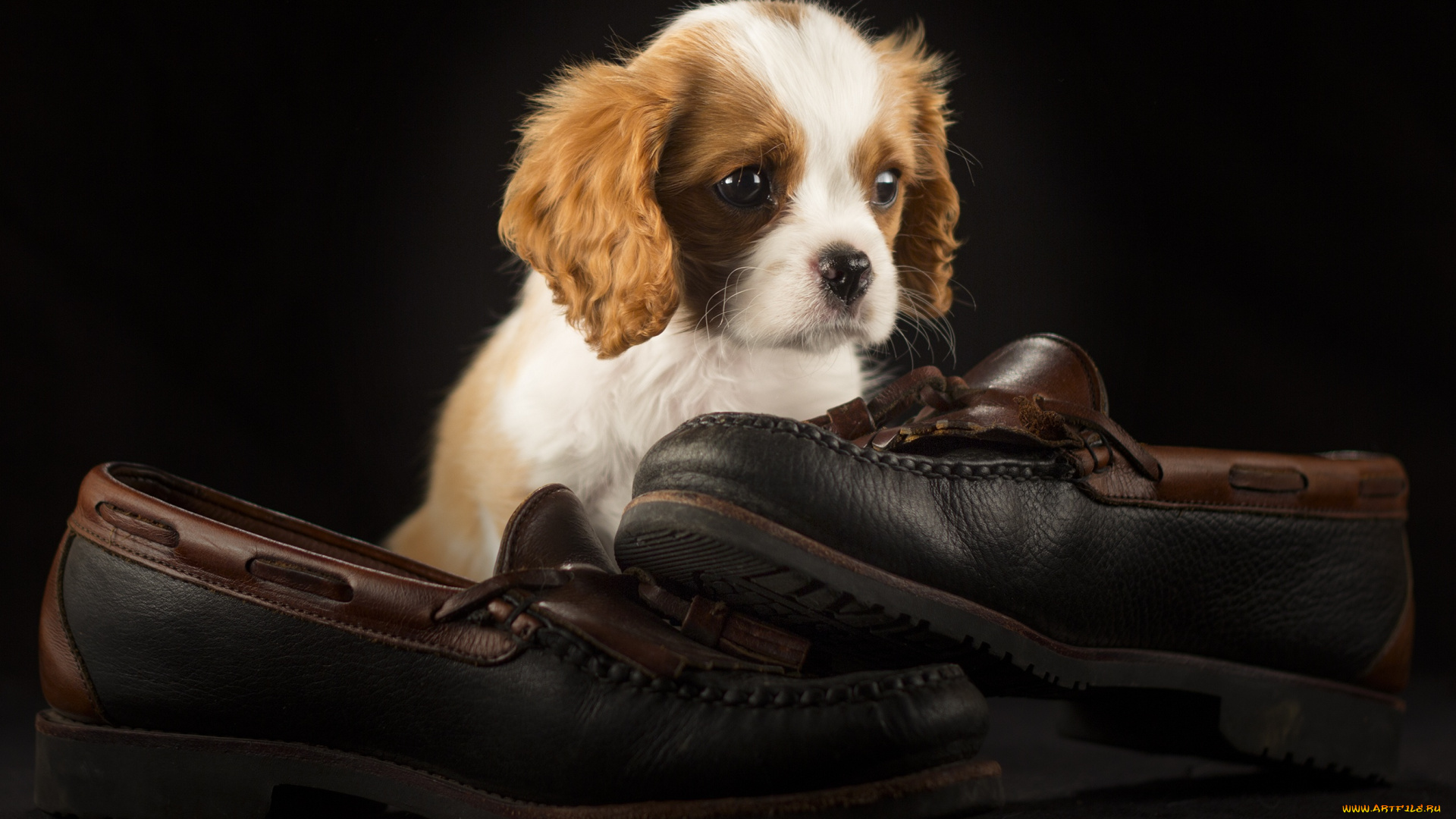 животные, собаки, туфли, милый, обувь, щенок