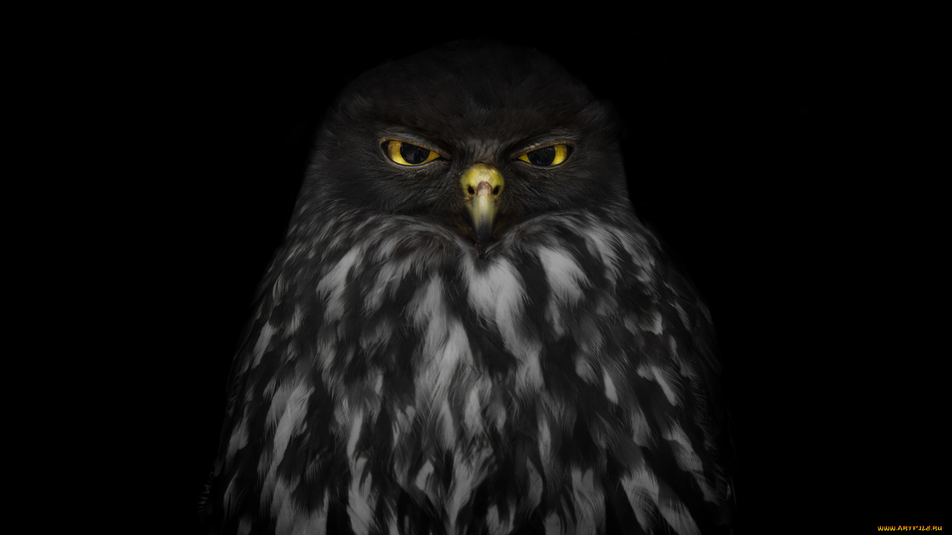 животные, совы, сова