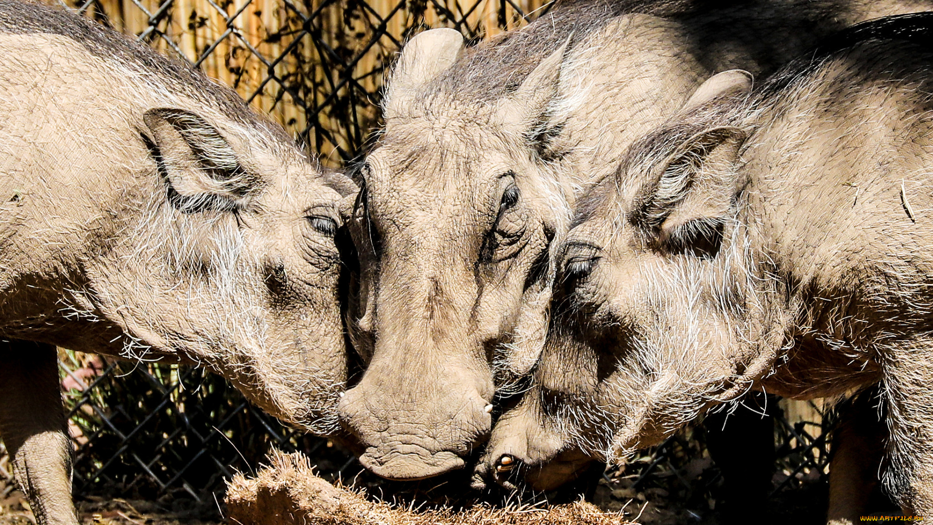 животные, свиньи, , кабаны, кабаны